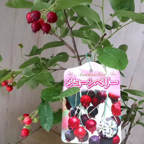 ジューンベリー♡果樹♡家庭菜園♡フルーツ♡ アートフラワー nico