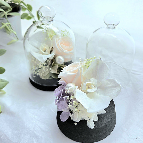 胡蝶蘭のコンパクトなガラスドーム入りお供えR 優しい色合いの