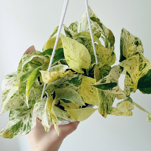 新品種】ポトス テルノグレース ハンギング 観葉植物 calm cafe Y 多肉