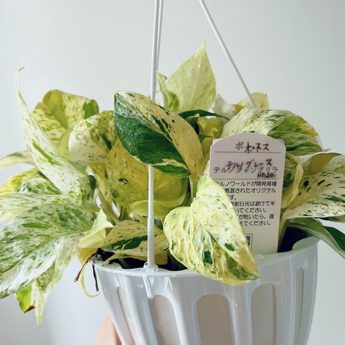 新品種】ポトス テルノグレース ハンギング 観葉植物 calm cafe Y 多肉