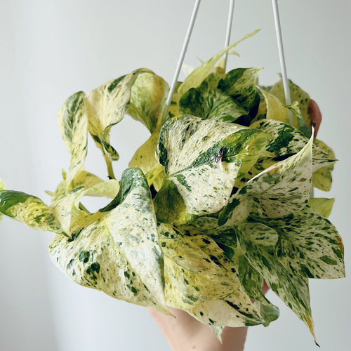新品種】ポトス テルノグレース ハンギング 観葉植物 calm cafe Y 多肉