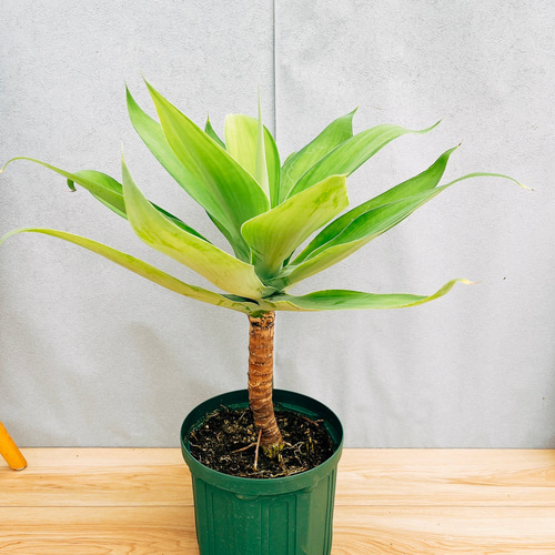 現品］【希少】36A アガベ アテナータ 斑入り カラズストライプ