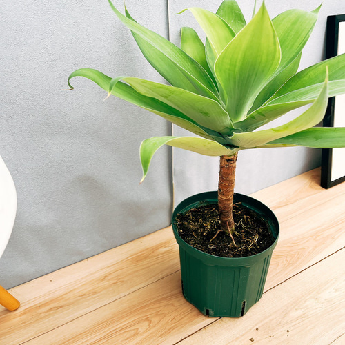 アガベアテナータ　カラズストライプ アガベ・アテナータ・カラズ ストライプズ - 植物と暮らす m-plant