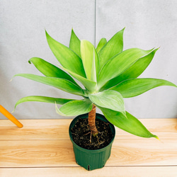 アガベアテナータ　カラズストライプ 楽天市場】【現品発送】アガベ アテナータ カラズストライプ 7号