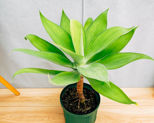 現品］【希少】36A アガベ アテナータ 斑入り カラズストライプ 観葉