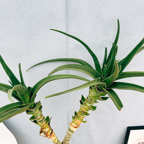 現品］【希少】94番 アロエ メデューサ 8号 観葉植物 室内 大型 レア