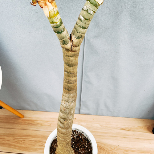 アロエ　メデューサ 現品］【希少】94番 アロエ メデューサ 8号 観葉植物 室内 大型