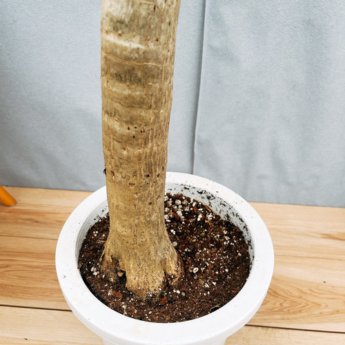 アロエ　メデューサ Yahoo!オークション - ［Pof］Aloe tongaensis 'Medusa' アロエ