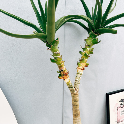 現品］【希少】94番 アロエ メデューサ 8号 観葉植物 室内 大型 レア