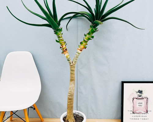 アロエ　メデューサ 現品］【希少】94番 アロエ メデューサ 8号 観葉植物 室内 大型