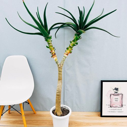 アロエ　メデューサ　11番 アロエ メデューサ 11番 アロエ メデューサ 11