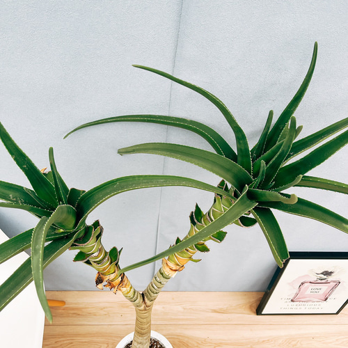 アロエ　メデューサ Yahoo!オークション - ［Pof］Aloe tongaensis 'Medusa' アロエ