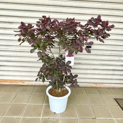 shanti³さん専用スモークツリー　　ロイヤルパープル　250 スモークツリー【ロイヤルパープル】4号 | 日本ライン花木センター