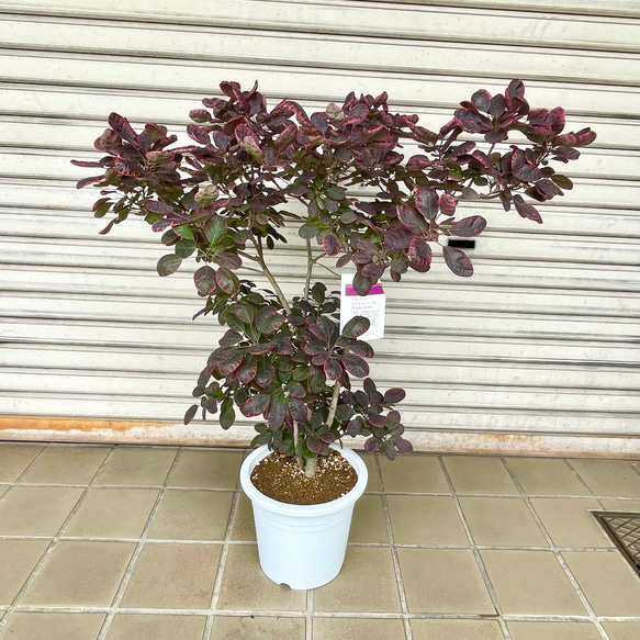 現品】スモークツリー・ロイヤルパープル（赤覆輪・銅葉タイプ