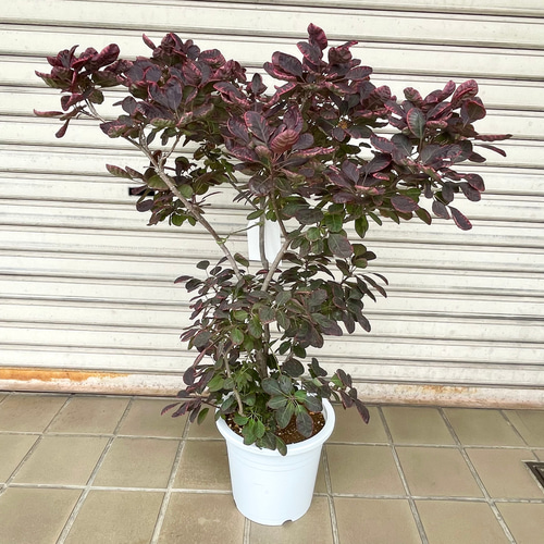 SO2スモークツリーロイヤルパープル接木8号鉢高さ140cm 花木苗 スモークツリー ロイヤルパープル 1株 : 花と緑 国華園
