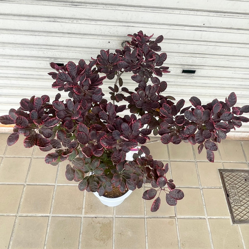 現品】スモークツリー・ロイヤルパープル（赤覆輪・銅葉タイプ