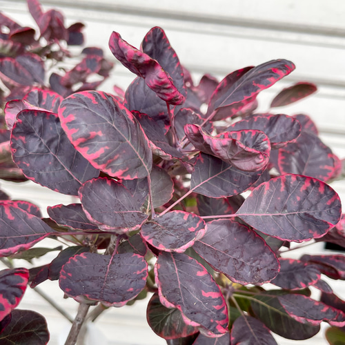 shanti³さん専用スモークツリー　　ロイヤルパープル　250 shanti³さん専用スモークツリー ロイヤルパープル 250