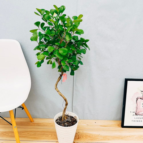 ☆ フィカス トライアンギュラリス♪ 153cm 曲がり幹♪ ☆ フィカス トライアンギュラリス♪ 153cm 曲がり幹♪ フィカス