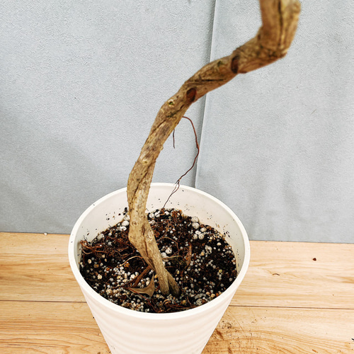 ☆ フィカス トライアンギュラリス♪ 153cm 曲がり幹♪ ☆ フィカス トライアンギュラリス♪ 153cm 曲がり幹♪ フィカス