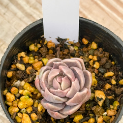 調整中 多肉植物 2個セット ちまちま 寄せ植え 抜き苗 パープルヘイズ ❤ 調整中 多肉植物 2個セット ちまちま 寄せ植え 抜き苗 パープル