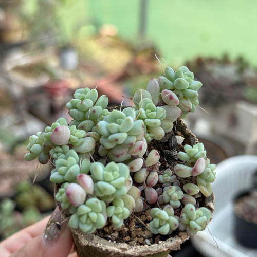 ペレスデラロサエ ピンクエッジ＊多肉植物＊ポットごと 多肉植物 ＊N