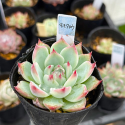 多肉植物＊きまぐれ寄せ植え＊カット苗＊1点限り!! その他