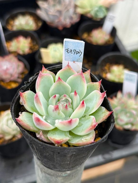 桃太郎＊多肉植物＊抜き苗 多肉植物 ＊N＊ 通販 19409539｜Creema