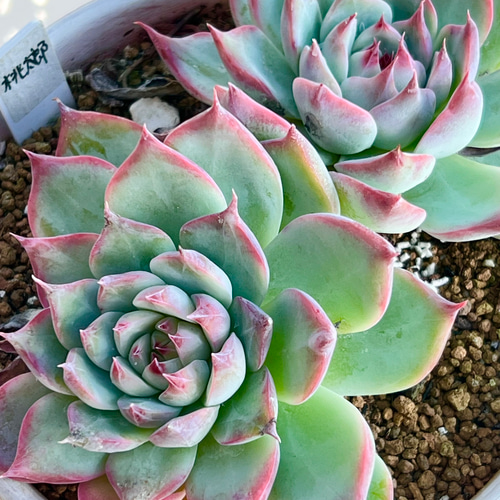 桃太郎＊多肉植物＊抜き苗 多肉植物 ＊N＊ 通販 19409539｜Creema