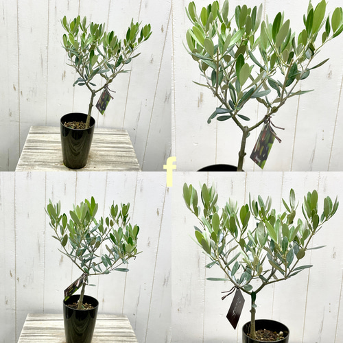 m*r様 オリーブの木,た植物/観葉植物 シプレッシーノ『特大、綺麗な樹形。樹高 オリーブの木,た植物/観葉植物 シプレッシーノ『綺麗な樹形