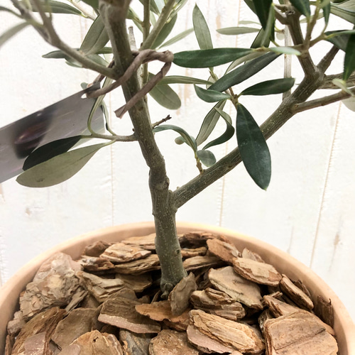 厳選樹形！ オリーブの木 シプレッシーノ ミッション マンザニロ souju