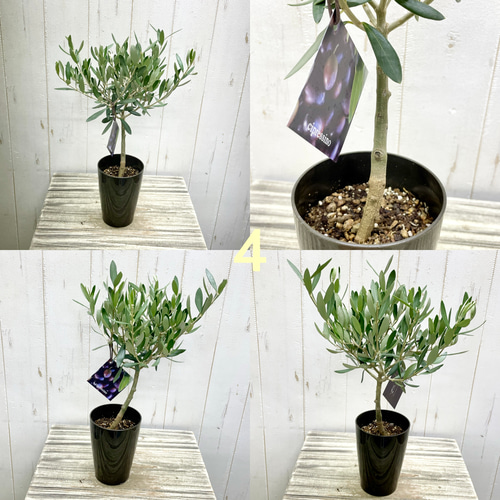 厳選樹形！ オリーブの木 シプレッシーノ ミッション マンザニロ souju