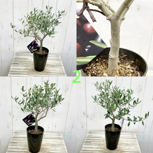 厳選樹形！ オリーブの木 シプレッシーノ ミッション マンザニロ souju