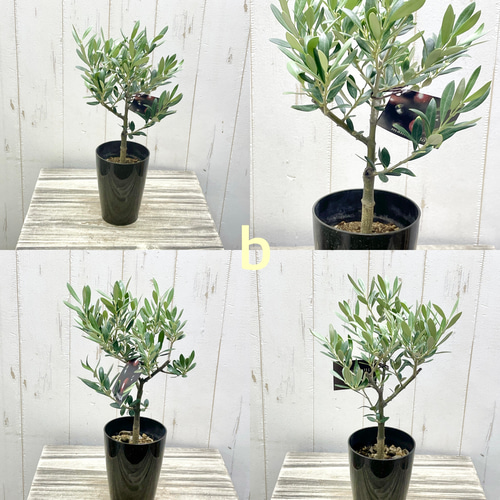 厳選樹形！ オリーブの木 シプレッシーノ ミッション マンザニロ
