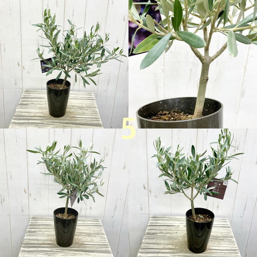 厳選樹形！ オリーブの木 シプレッシーノ ミッション マンザニロ souju