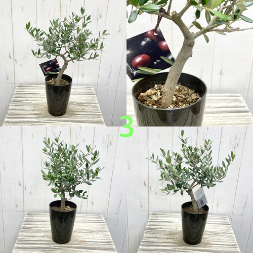 2 オリーブの木　ミッション オリーブの木 ミッション | 観葉植物 | 送料無料でお届け - Hitohana