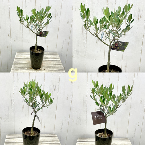 厳選樹形！ オリーブの木 シプレッシーノ ミッション マンザニロ