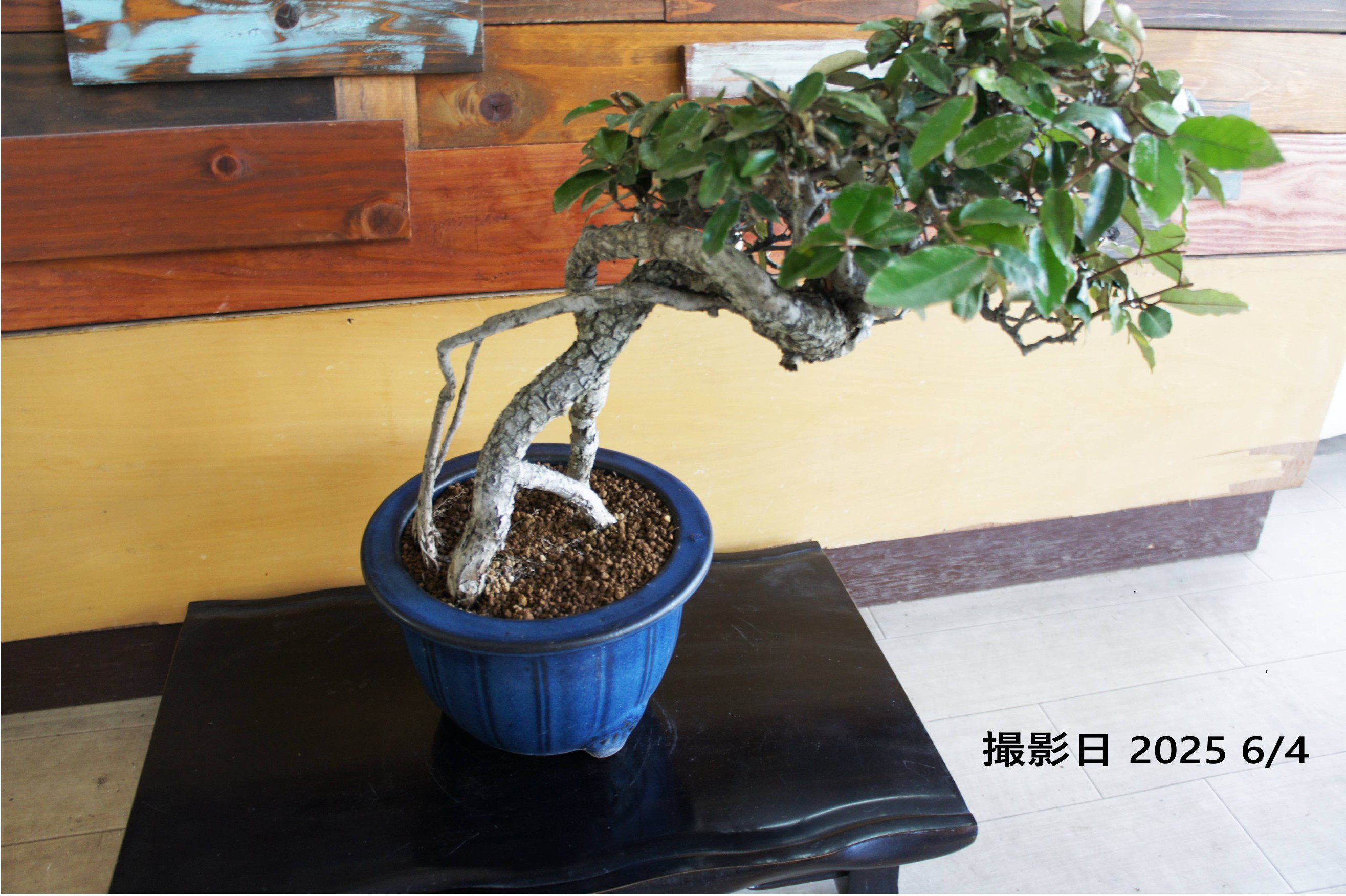 盆栽 『グミ』  和風 インテリア 園芸 ガーデニング オブジェ 観葉植物 151