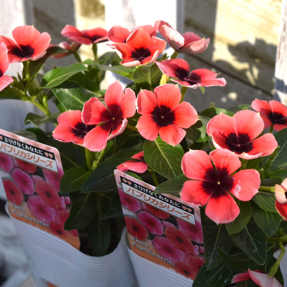 ヤンちゃん生花　菊　ミックス　100本　50センチ切り花 希少 【北島園芸さん】ニチニチソウ「パプリカオレンジ」ビンカ 花苗