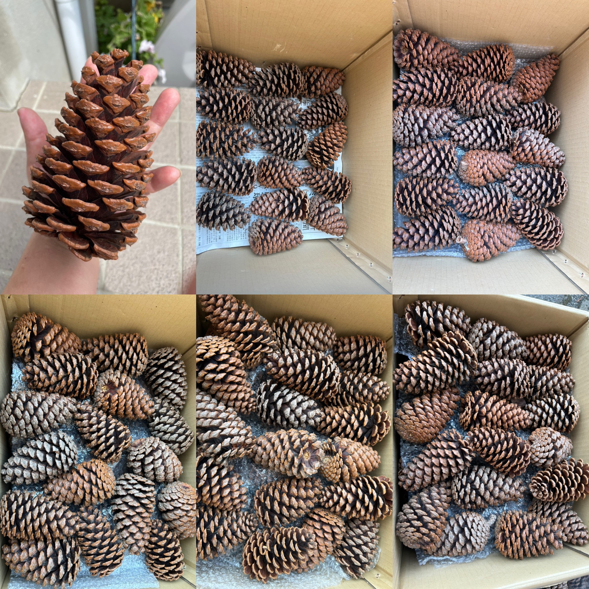 大きな松ぼっくり　　86個  14