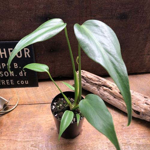 モンステラ 『バールマルクスフレーム』♡希少品種♡切れ込み細葉