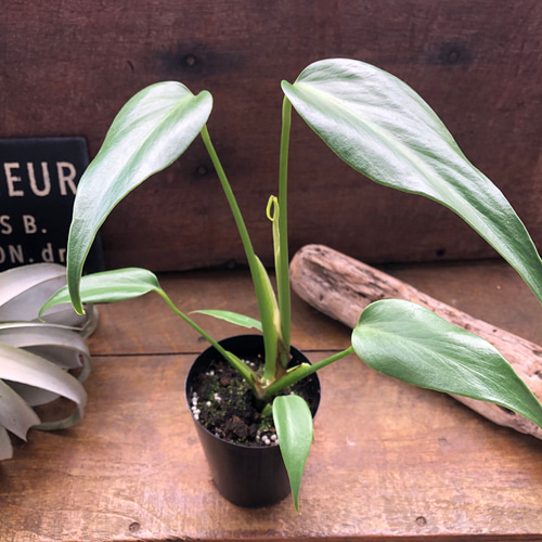 超希少❗️モンステラ　バールマルクスフレーム✨ モンステラ 『バールマルクスフレーム』♡希少品種♡切れ込み細