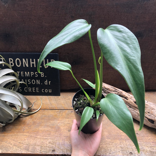 モンステラ 『バールマルクスフレーム』♡希少品種♡切れ込み細葉