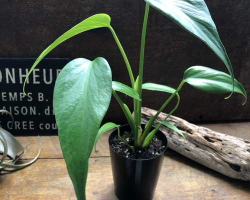 超希少❗️モンステラ　バールマルクスフレーム✨ モンステラ バールマルクスフレーム | GREEN LUCK