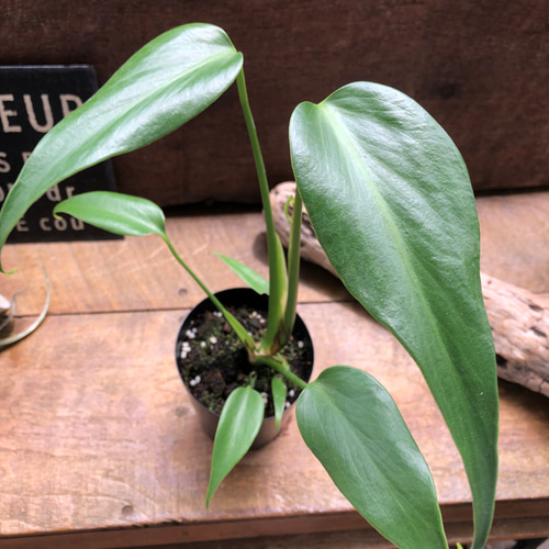 超希少❗️モンステラ　バールマルクスフレーム✨ モンステラ 『バールマルクスフレーム』♡希少品種♡切れ込み細