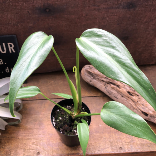 モンステラ 『バールマルクスフレーム』♡希少品種♡切れ込み細葉