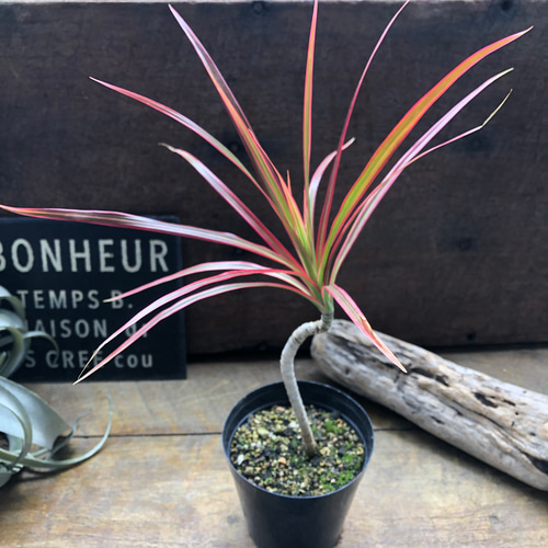 枝曲がり♡コンシンネ♡レインボー♡希少♡観葉植物 アートフラワー