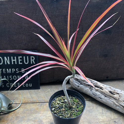 枝曲がり♡コンシンネ♡レインボー♡希少♡観葉植物 アートフラワー