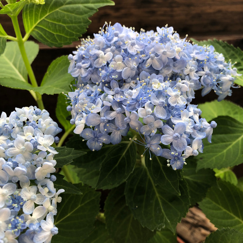 みみ　水彩画 鹿と紫陽花　値段は600円です Amazon.co.jp: 日本画 清水玄澄 紫陽花（あじさい） F8 花鳥画