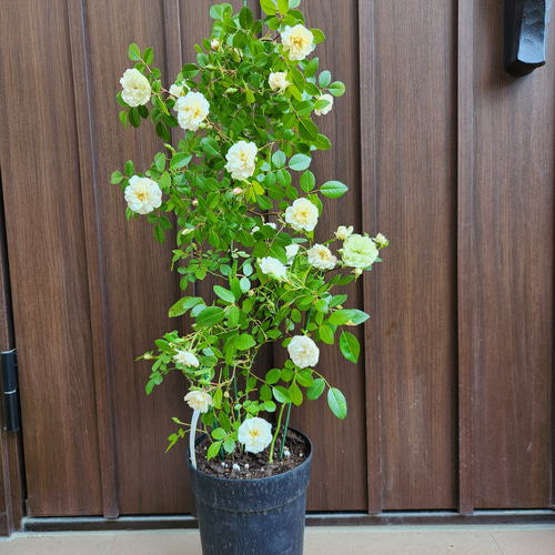 グリーンアイス　苗木 グリーンアイス 苗木 【公式通販】