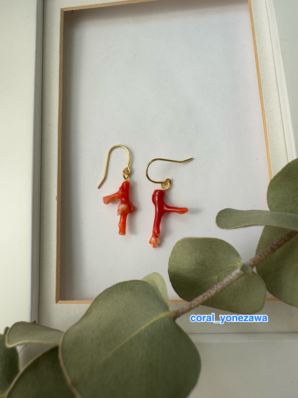 土佐 赤珊瑚 本物 自由に育った天然もの アクセサリー ピアス（無料取